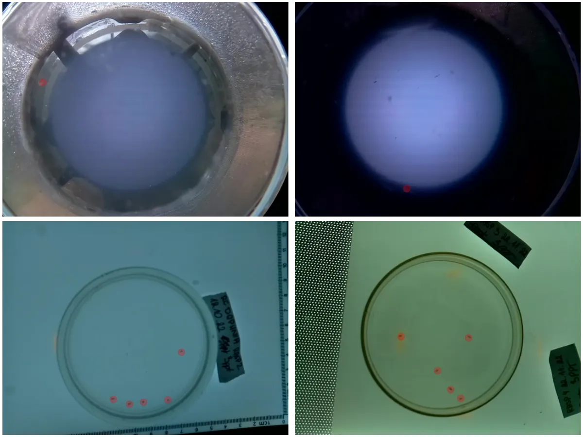 Annotated dataset samples. Red dots show Daphnia positions.